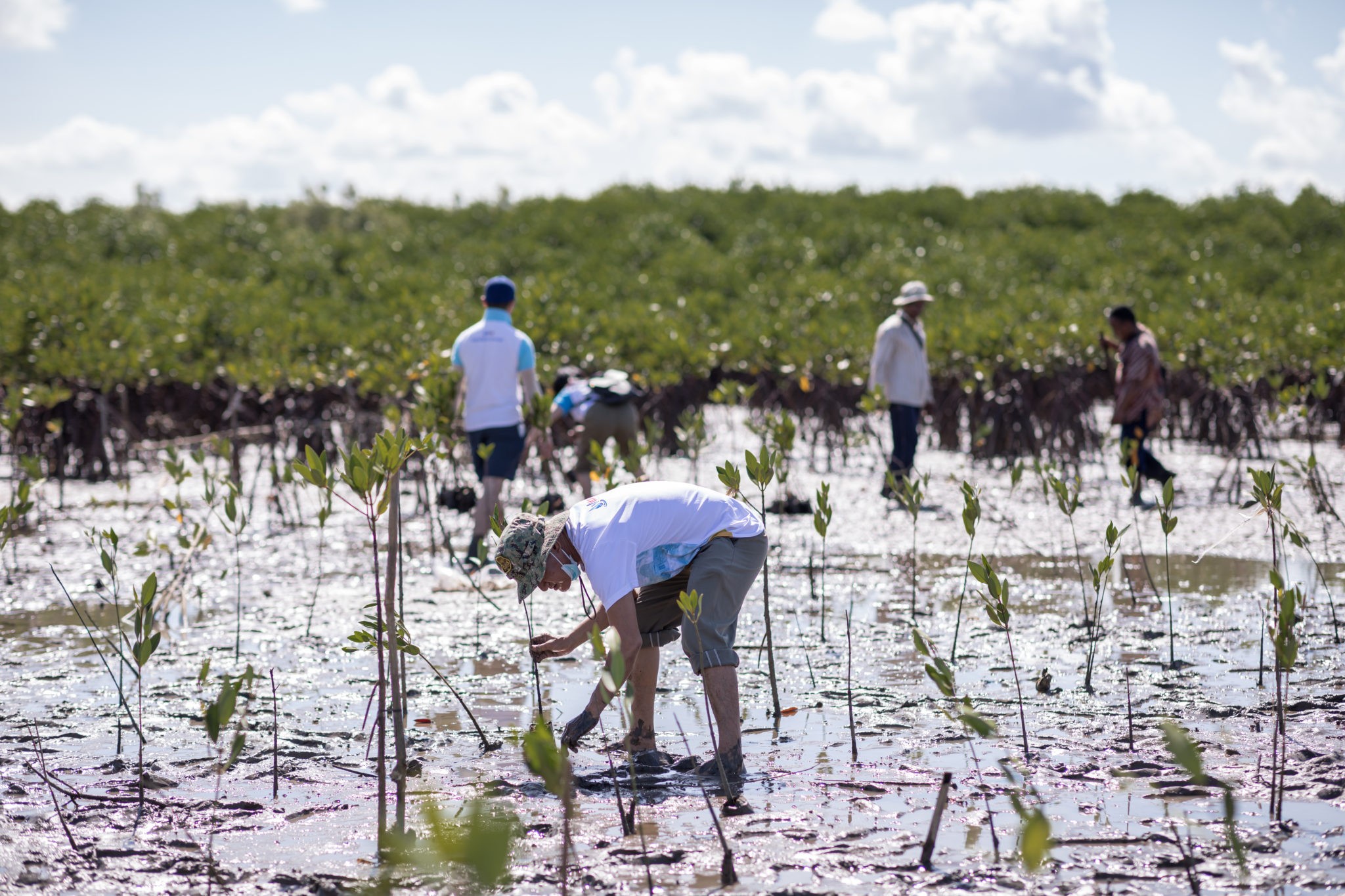 Mangrove plantation